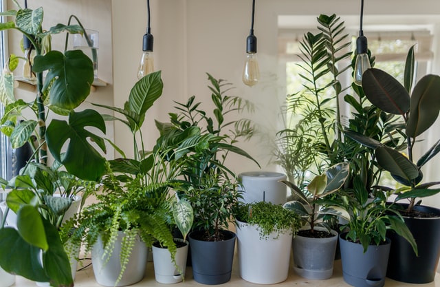 Quel est le meilleur engrais pour les plantes d'intérieur?